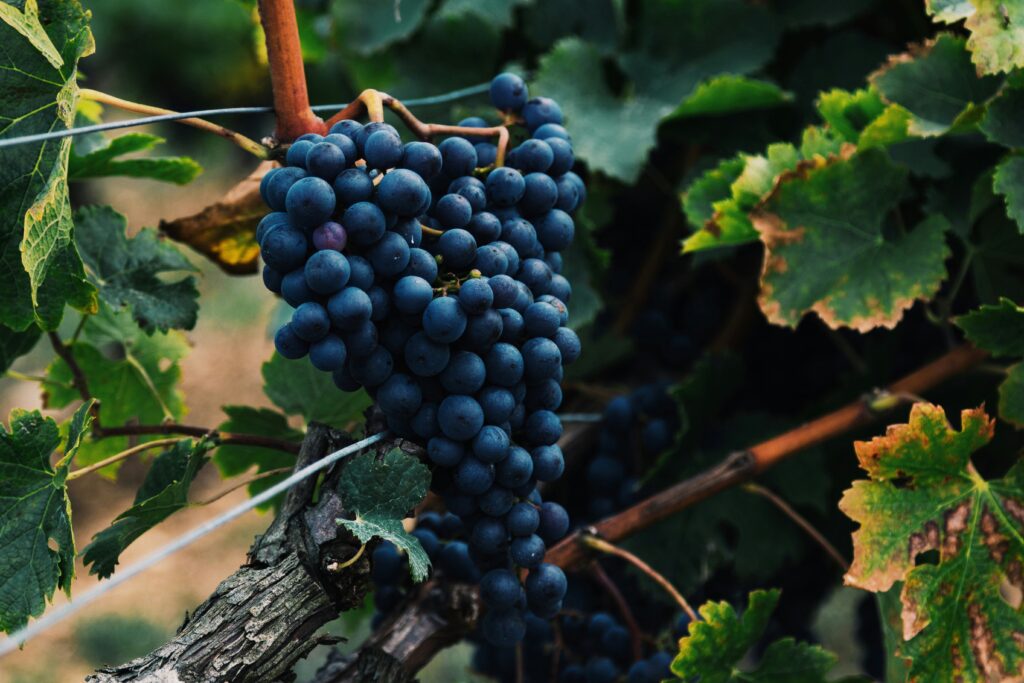 Vine
